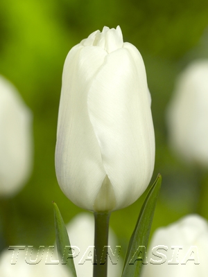 White Flag