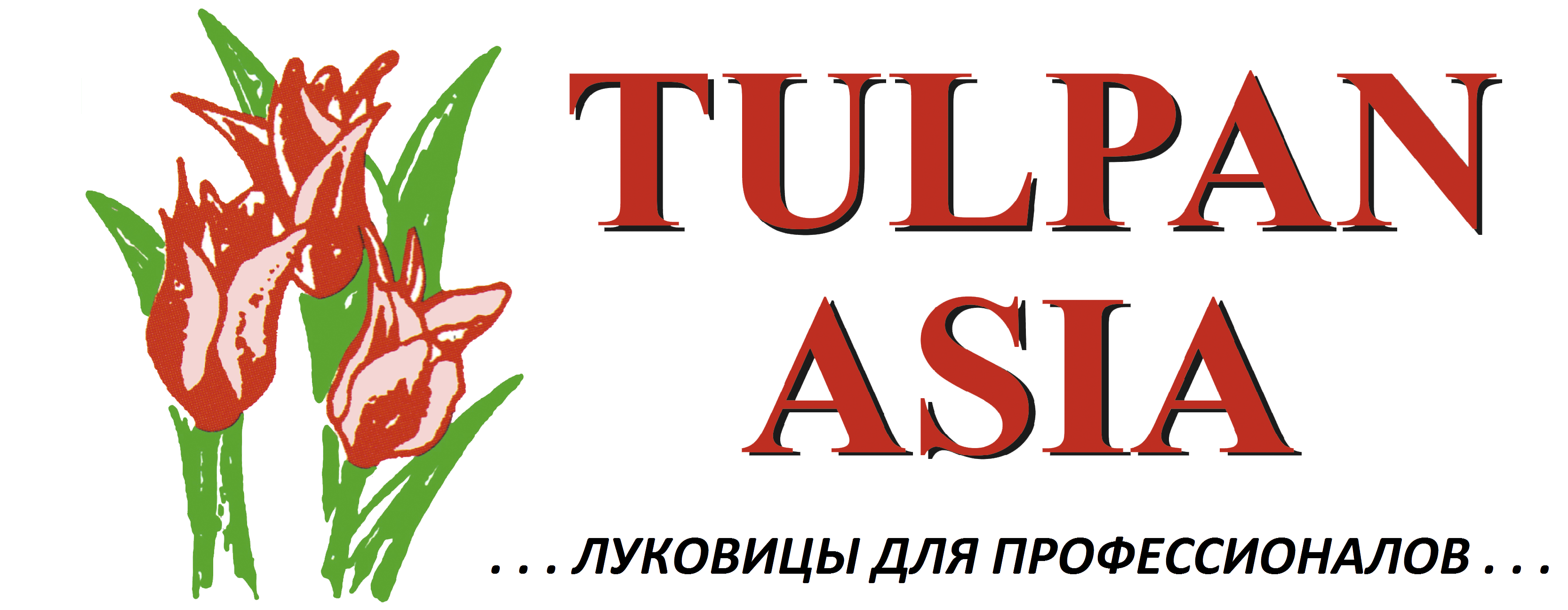 TULPAN ASIA